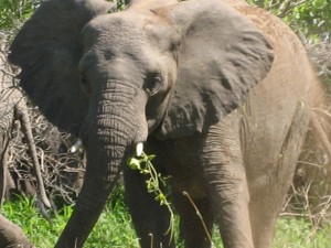 Elephant in Waza National Park - Far North, Cameroon