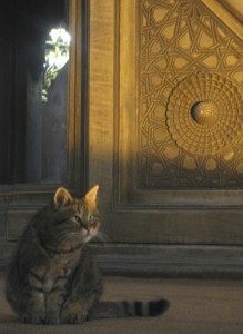 Hagia Sophia - cat