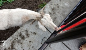 Leavenworth goat 1b