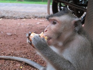The monkey at Angkor Thom - Siem Reap
